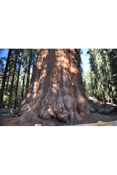 Велетенське дерево